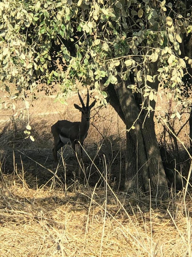 Апартаменти בין הר למעיין Kfar Tavor Екстер'єр фото
